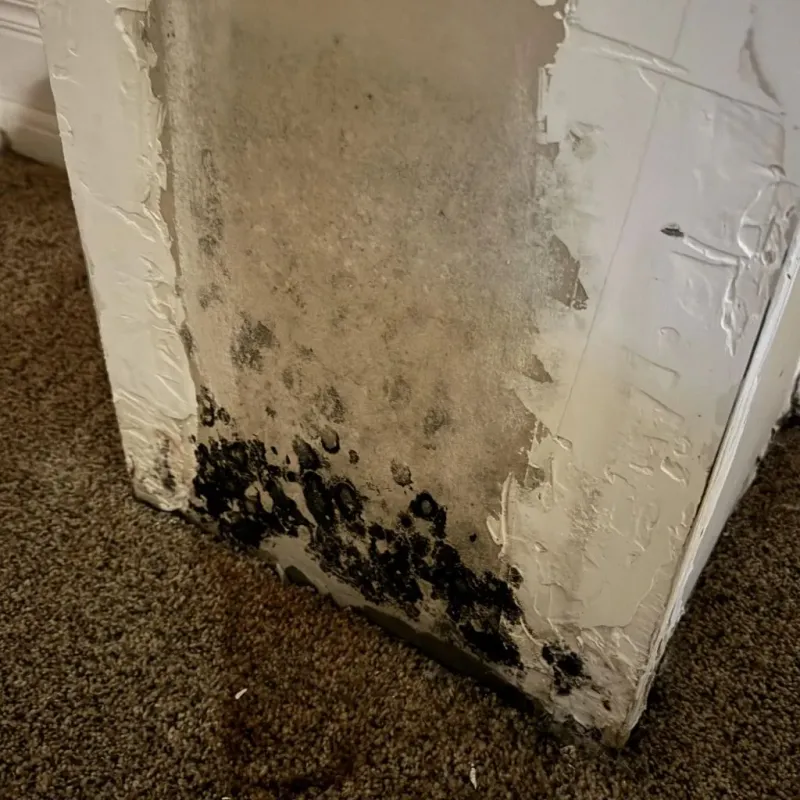 Professional Mold Removal in Council Bluffs, IA